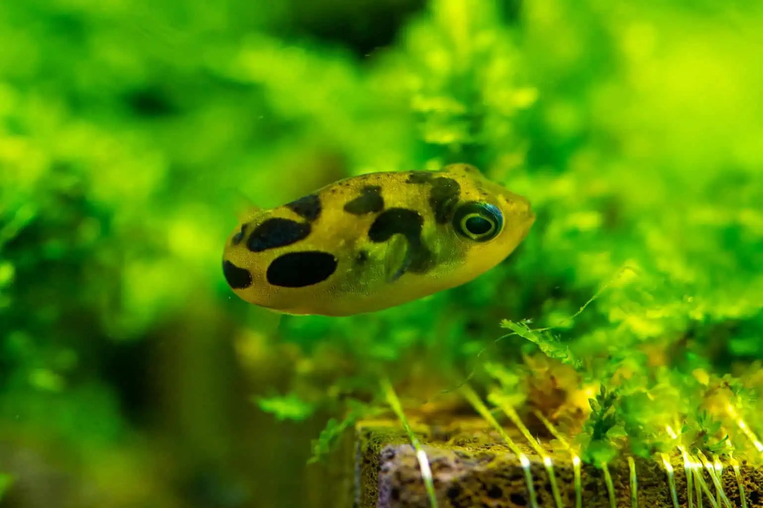 Top 10 Best Nano Fish For Your Tank (Buyer's Guide)