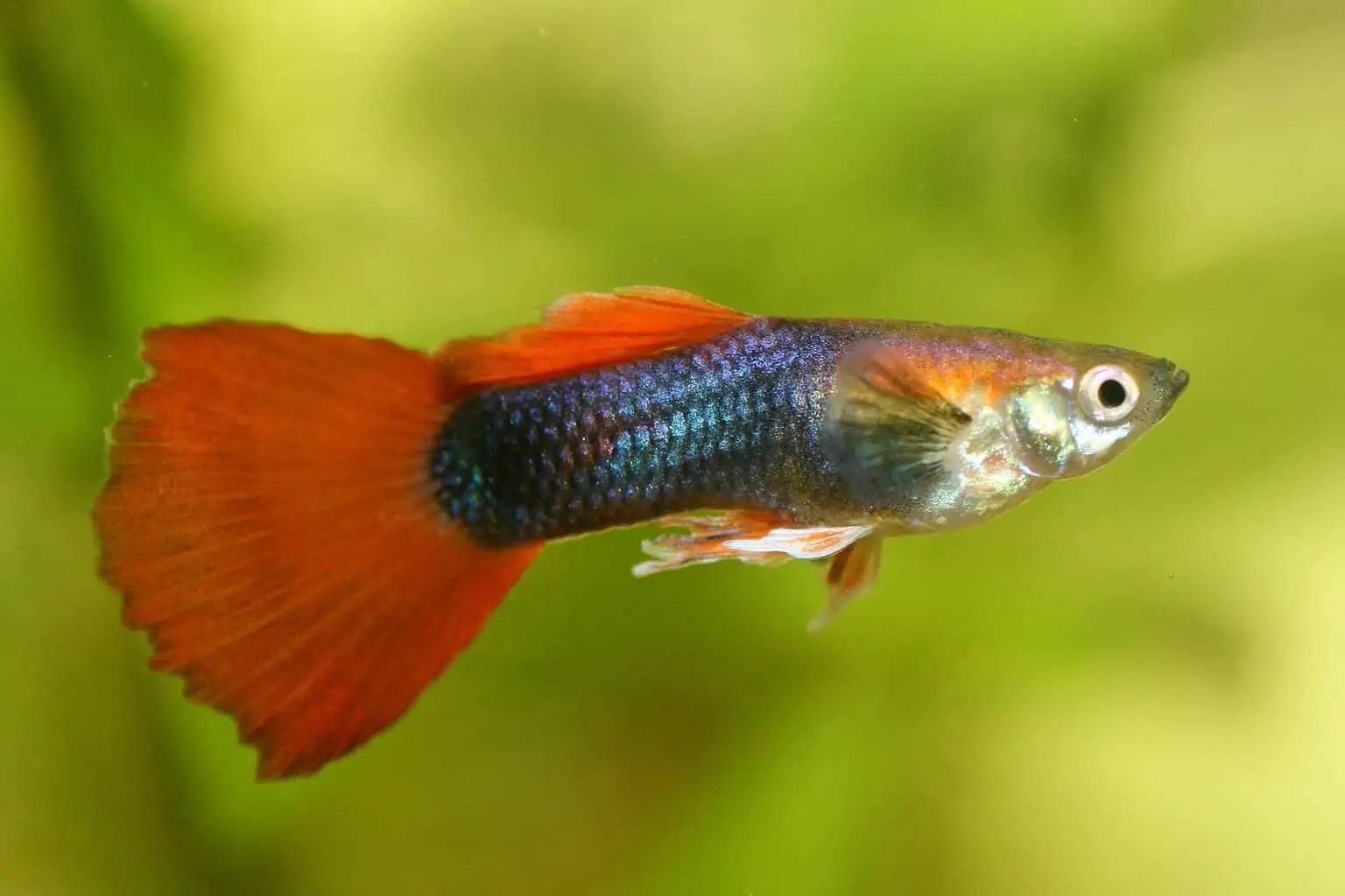 Top 10 Best Nano Fish For Your Tank (Buyer's Guide)