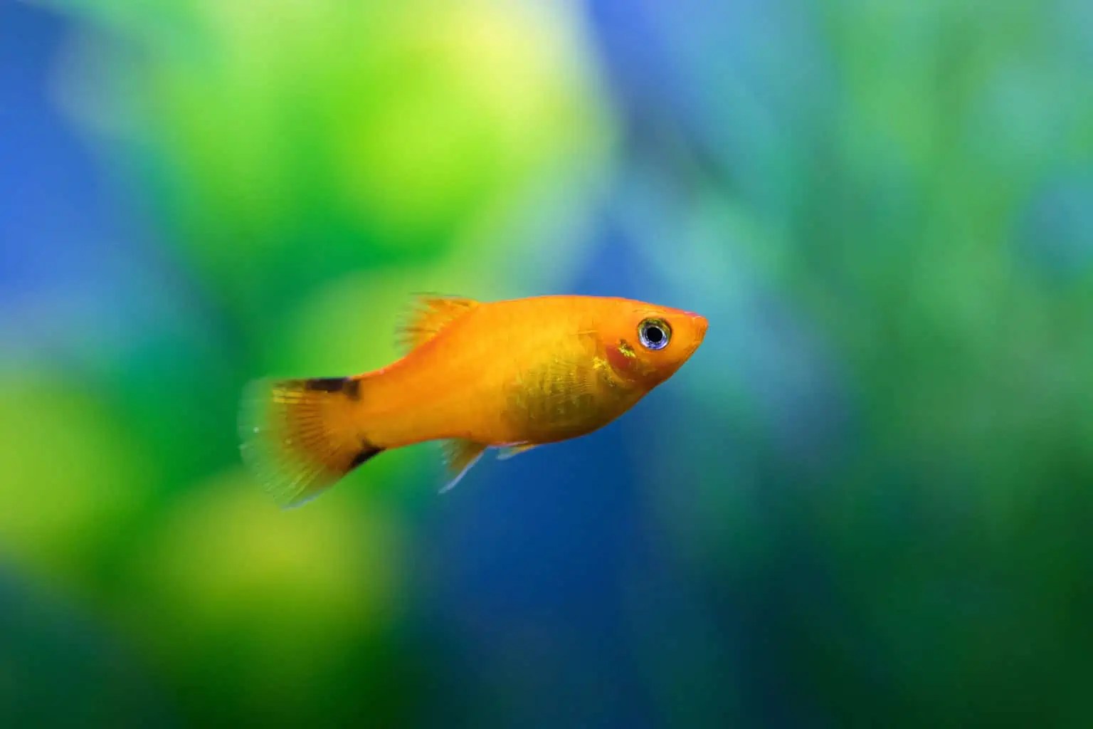 Top 10 Best Nano Fish For Your Tank (Buyer's Guide)