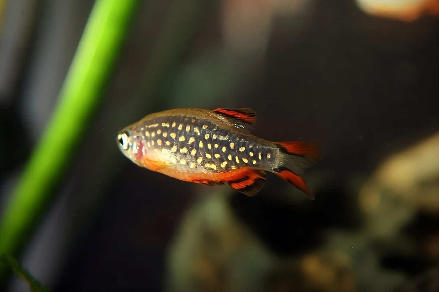 Celestial Pearl Danio (Galaxy Rasbora) Complete Care Guide