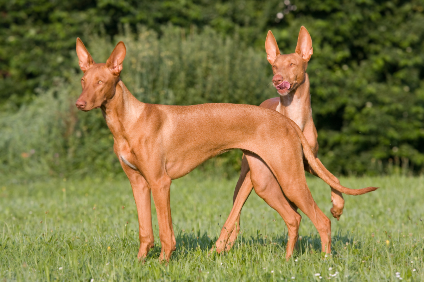Dog Breeds Similar to the Nigerian 'Local Dog' Petmi