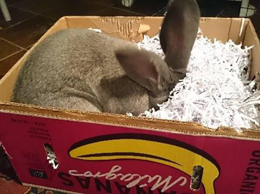 Homemade Rabbit Toys Petmi