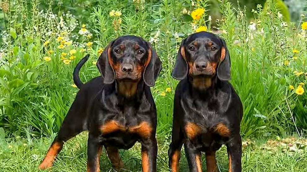 Coonhound Dog Breed Information On The Hunter Dog Petmoo