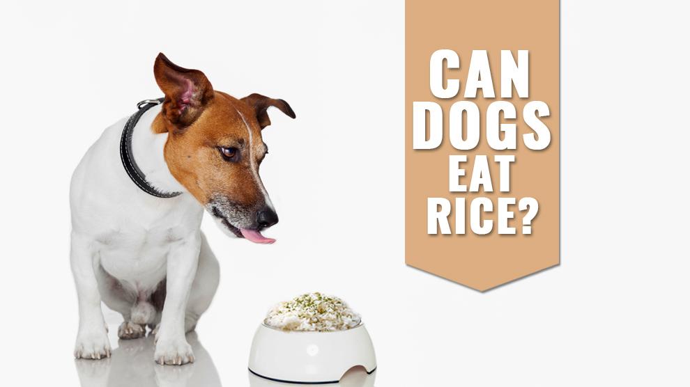 Can dogs eat rice everyday? Dog Food and Health