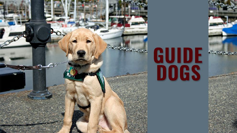 Guide Dogs For The Visually Impaired Complete Guide Petmoo