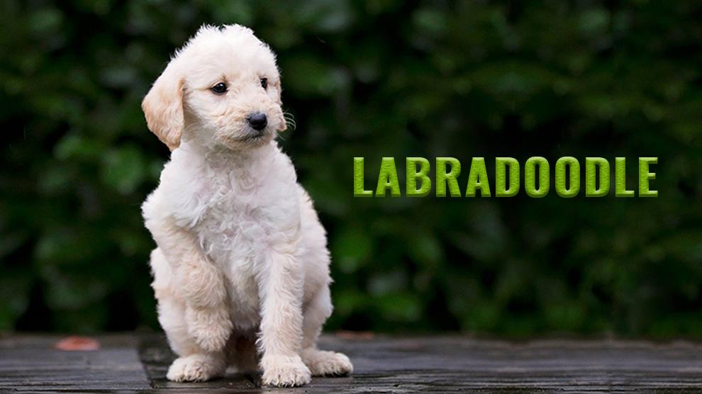 Labradoodle 10 Must Know Dog Breed Information Petmoo