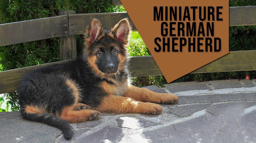 Miniature German Shepherd - Complete Facts On The Mini Version - Petmoo