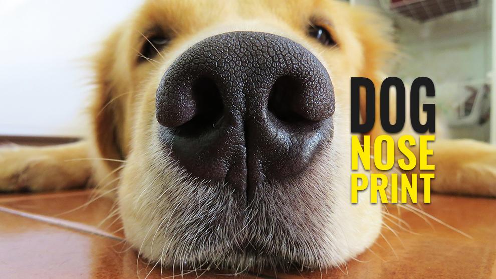 Dog Nose Print How To Nose Print Your Canine? Petmoo