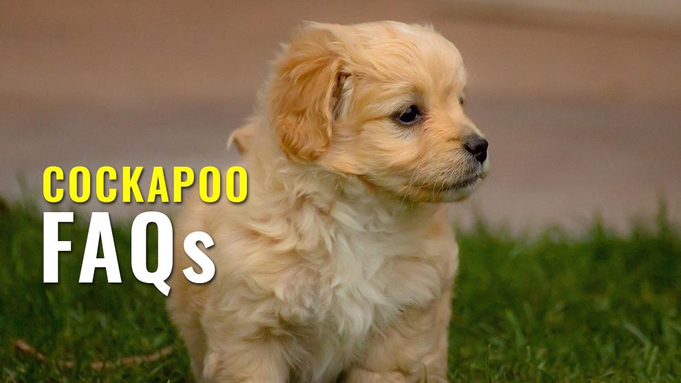 Cockapoo FAQs Questions And Answers On The Cockapoo Breed Petmoo