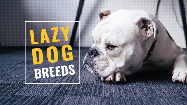 Lazy Dog Breeds Lovable And Low Maintenance Dogs Petmoo