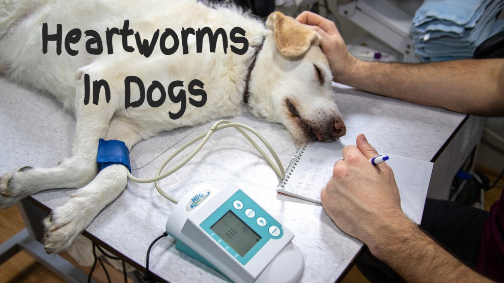 Are Heartworms In Dogs Contagious