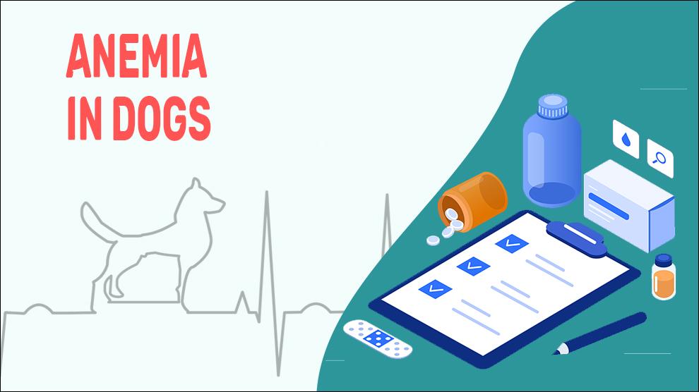 What Can Cause Anemia In Dogs