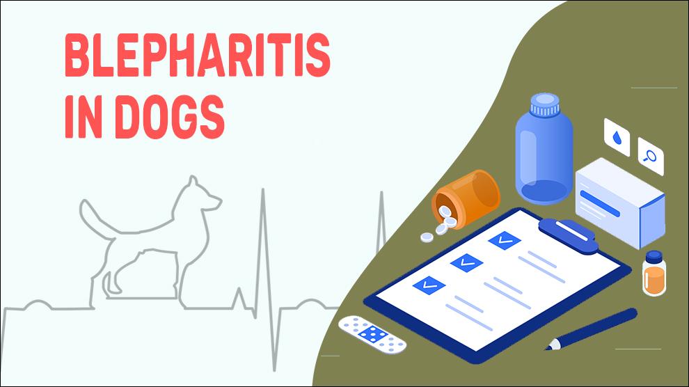 Can Dogs Cause Blepharitis In Humans