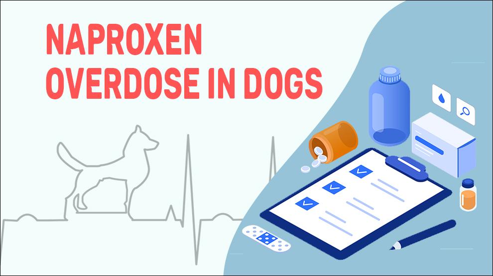 Is Naproxen Safe For Dogs