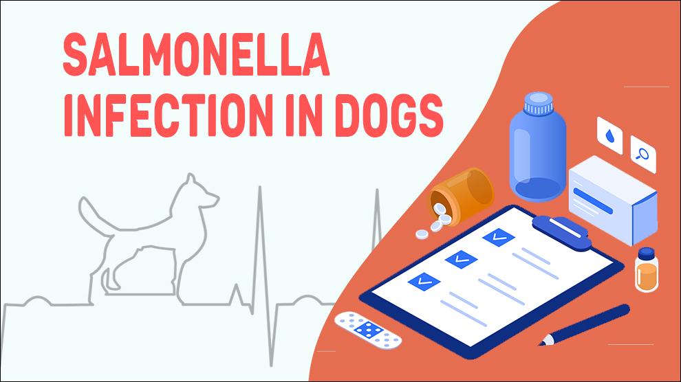What Are The Signs Of Salmonella Poisoning In Dogs