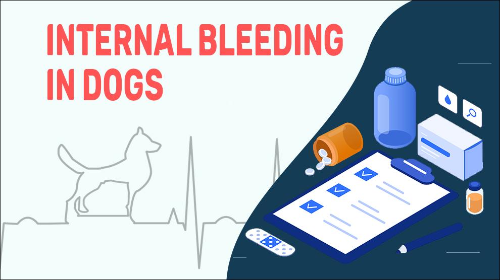 How Can You Tell If A Dog Has Internal Bleeding