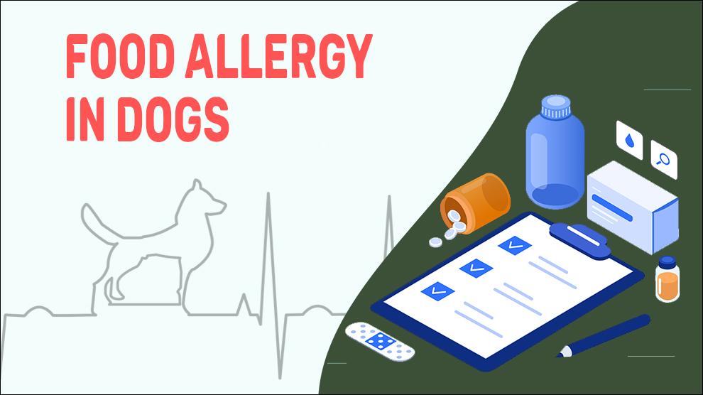 Food Allergy In Dogs Symptoms And Treatment Pet News Live