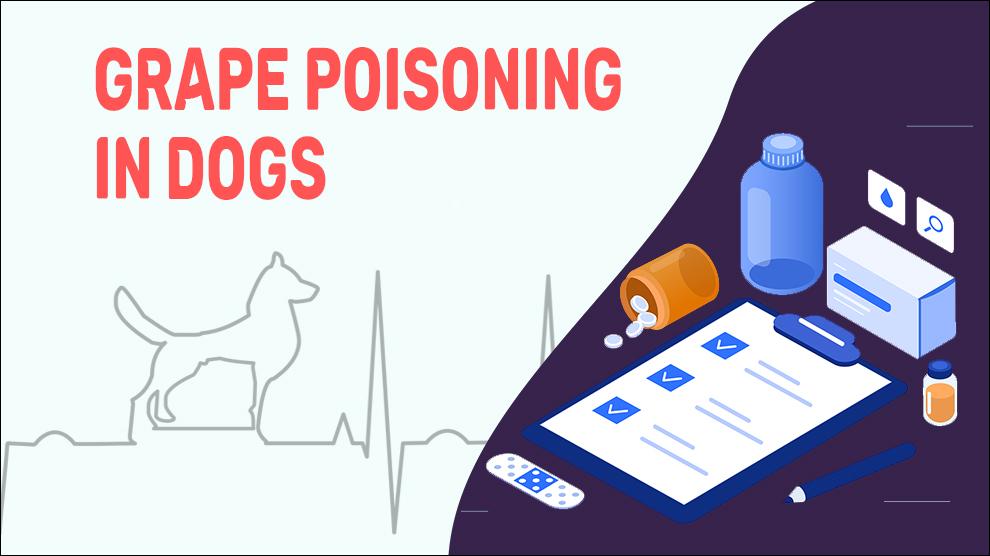 Grape And Raisin Poisoning In Dogs Petmoo