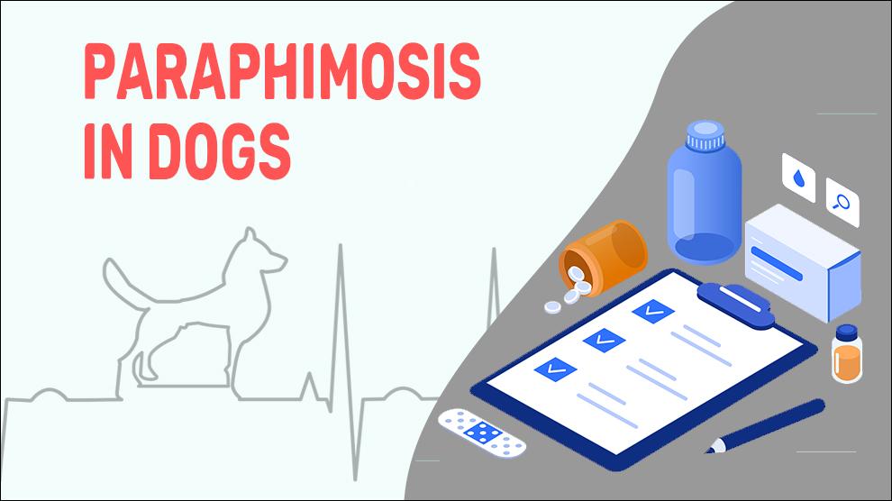 Paraphimosis In Dogs Causes, Symptoms & Treatment Petmoo