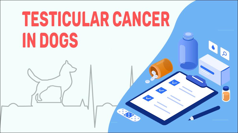 Testicular Cancer In Dogs Petmoo My Pets Routine