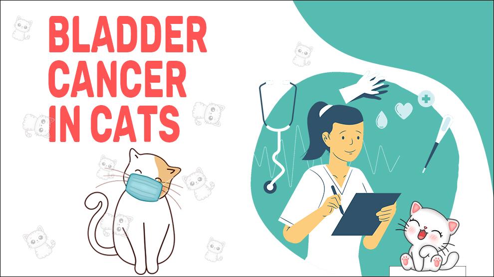 Bladder Cancer In Cats Symptoms And Treatment Petmoo