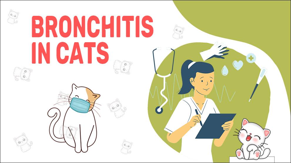 Bronchitis In Cats Symptoms & Treatment Petmoo