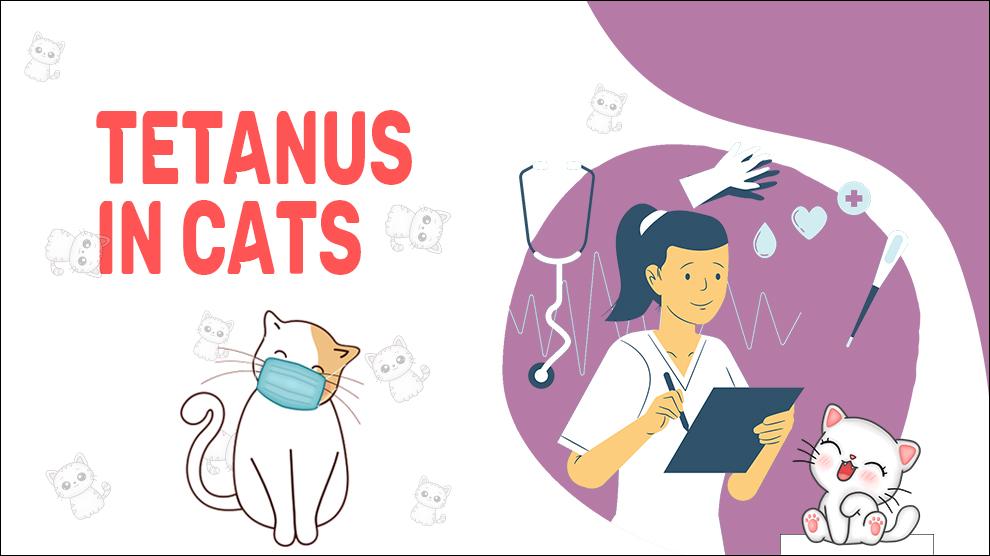 Tetanus In Cats Causes, Symptoms, And Treatment Petmoo