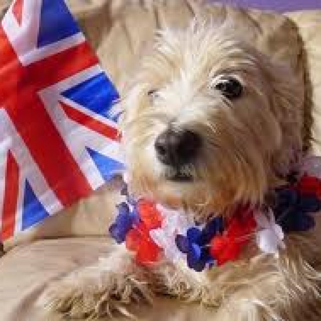 Pet Relocation to London