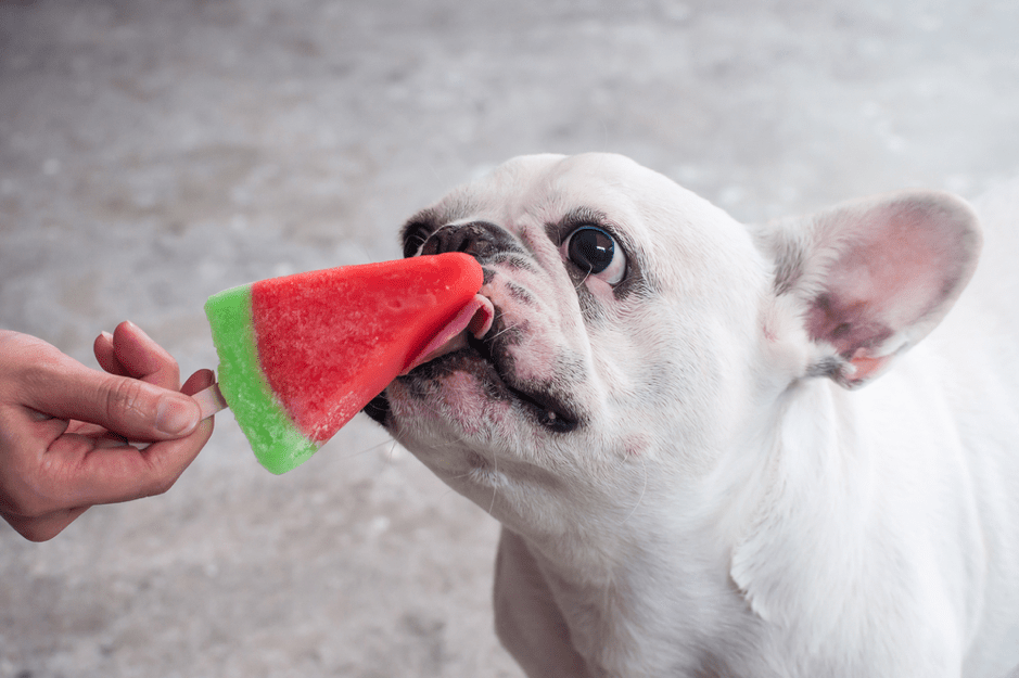 How to Make A Popsicle For Your Dog Animal Land Pet Movers