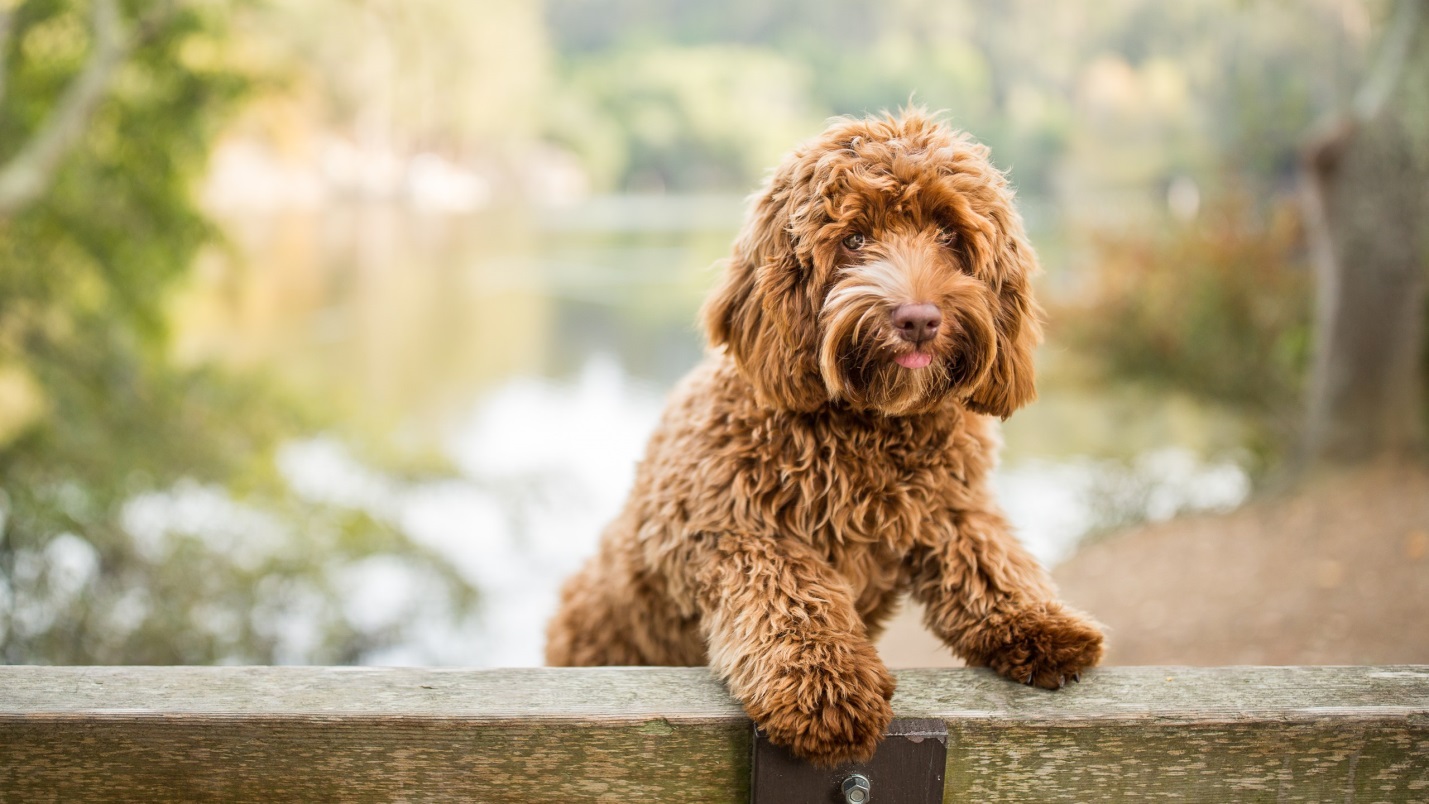 How to Take Care of Your New Labradoodle LaptrinhX / News