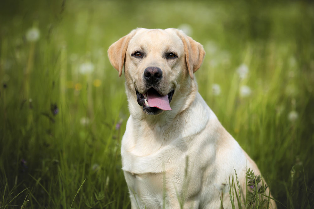 Everything You Need To Know About Labradors