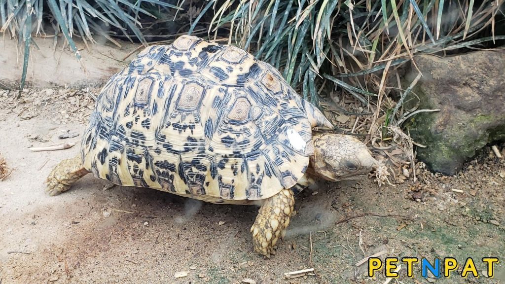Can a Turtle Live Without Shell? Are There Turtles Without