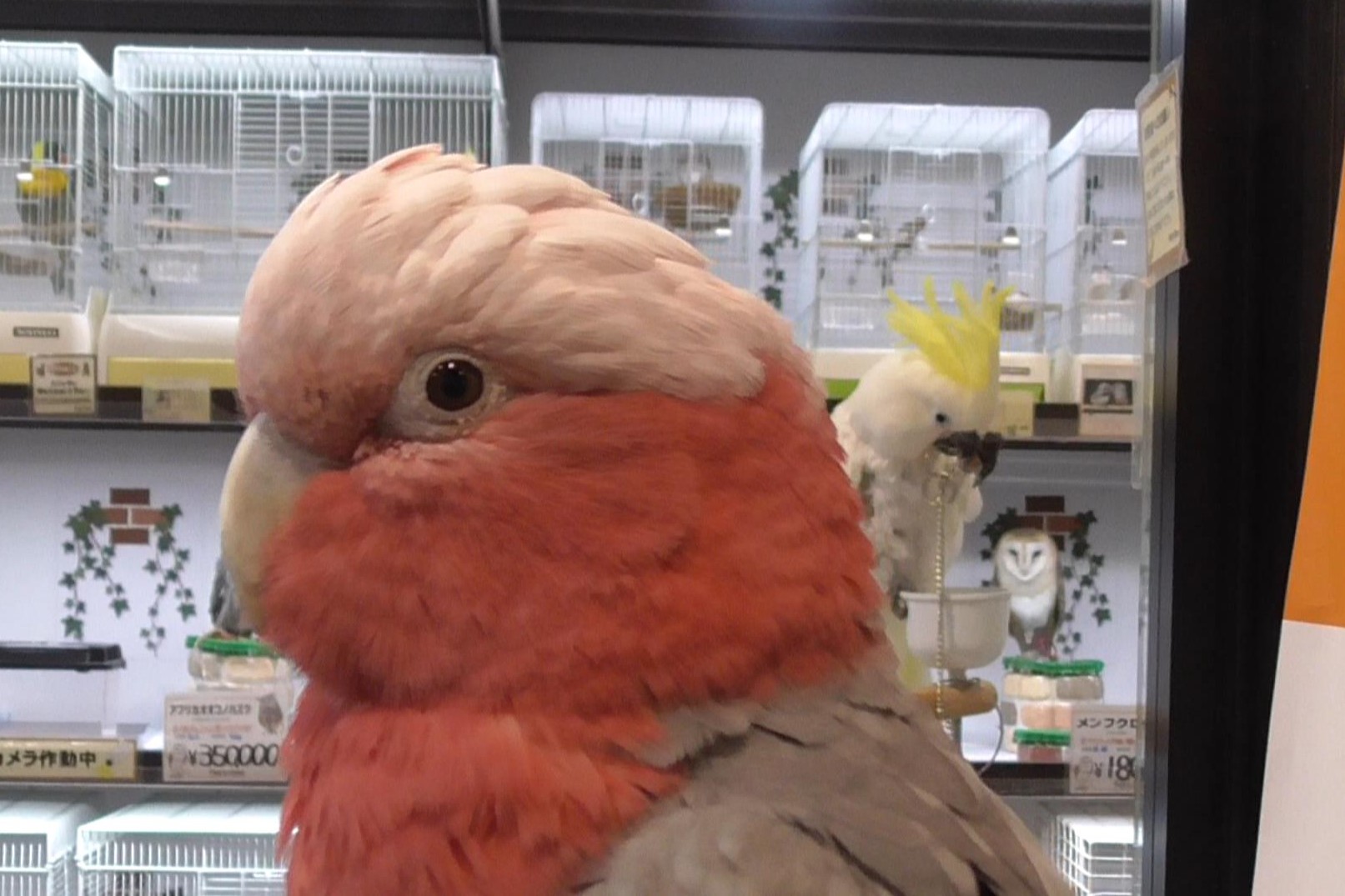 インコ・オウム｜ペット検索｜ペット大好き！
