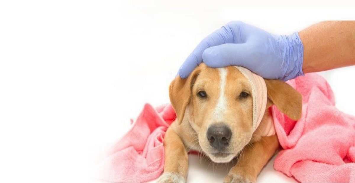 Best Pet Insurance for dogs Dog health insurance