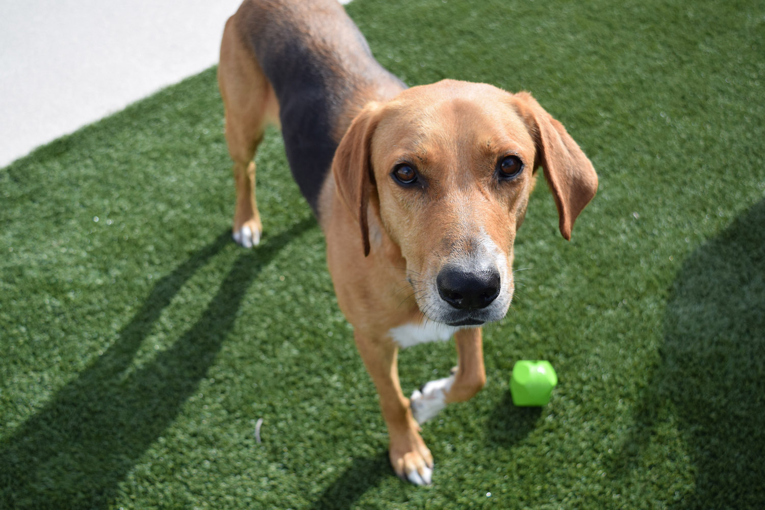 Tallahassee Pet Boarding Pet Paradise