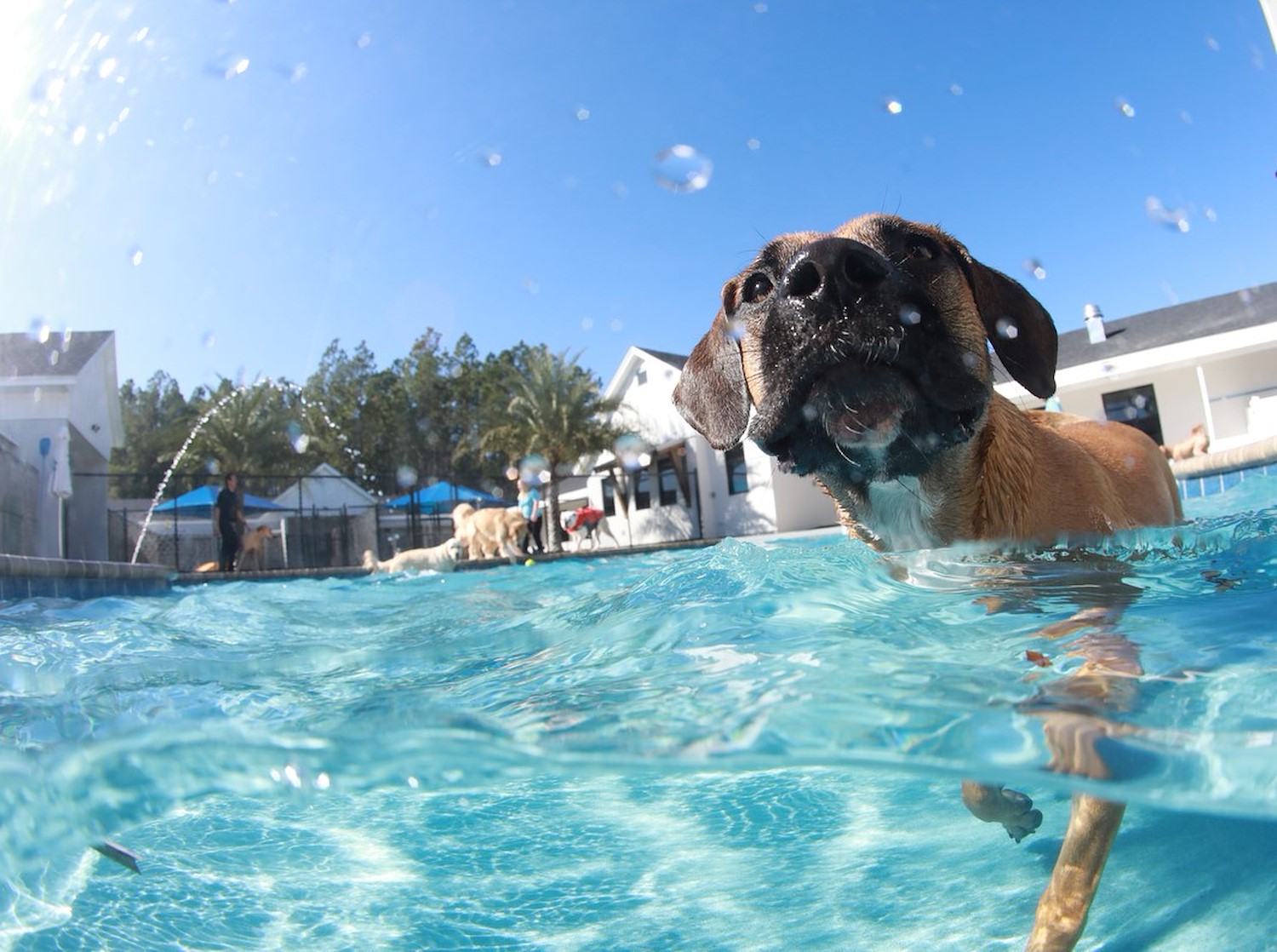 Veterinary Services Pet Paradise