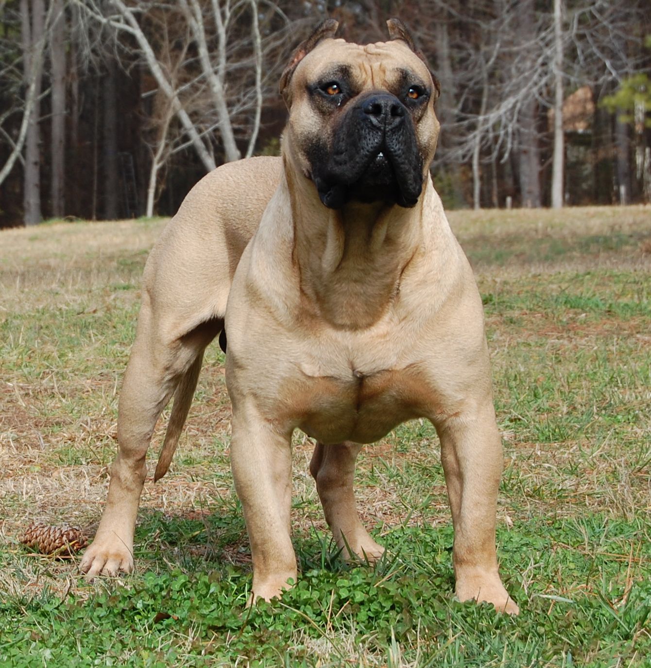 Boerboel – Information, Health, Pictures & Training Pet Paw