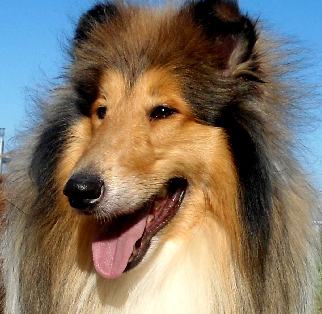 Collie (ROUGH) Breed Guide Learn about the Collie (ROUGH).
