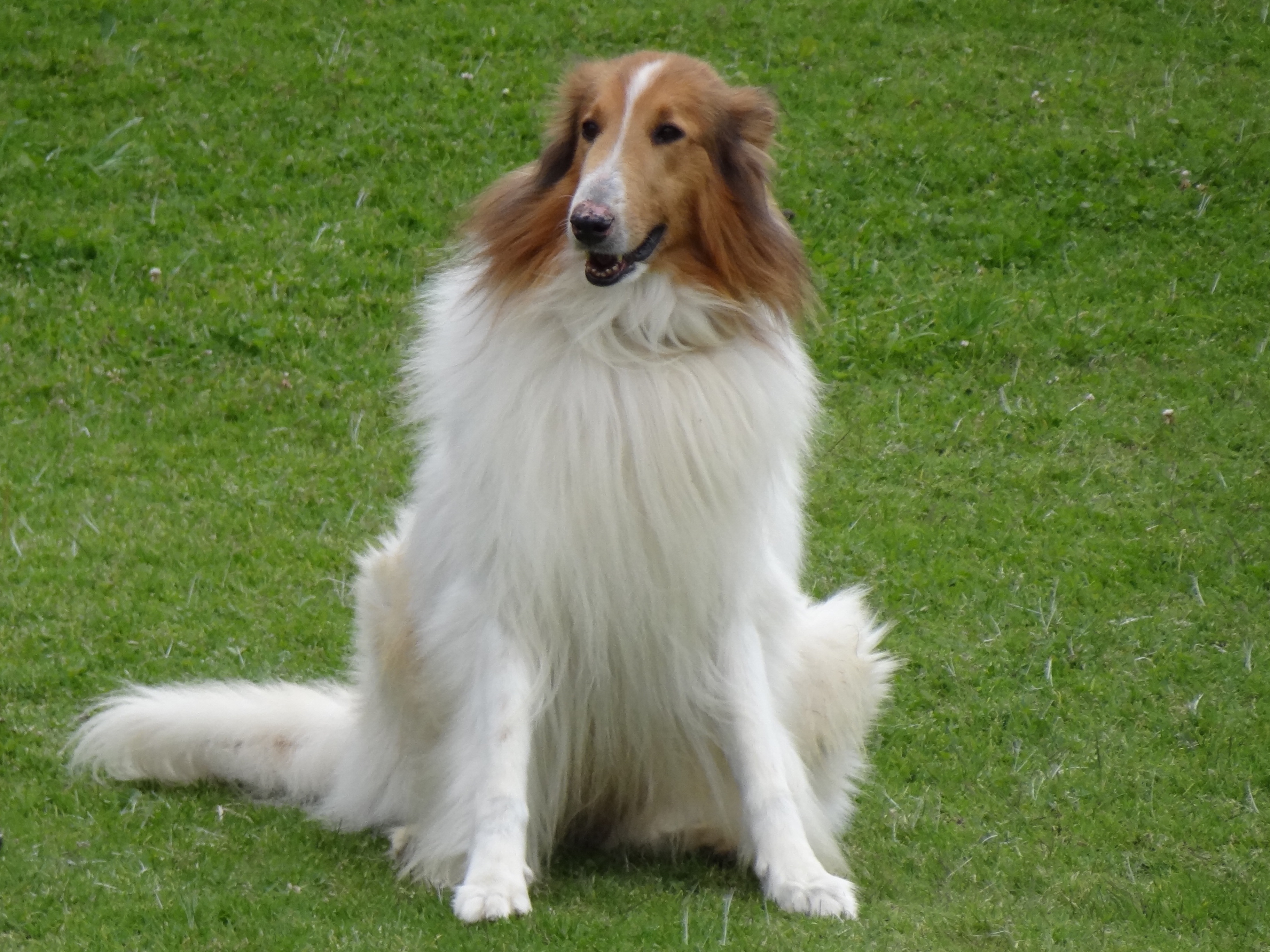 Collie (ROUGH) Breed Guide Learn about the Collie (ROUGH).