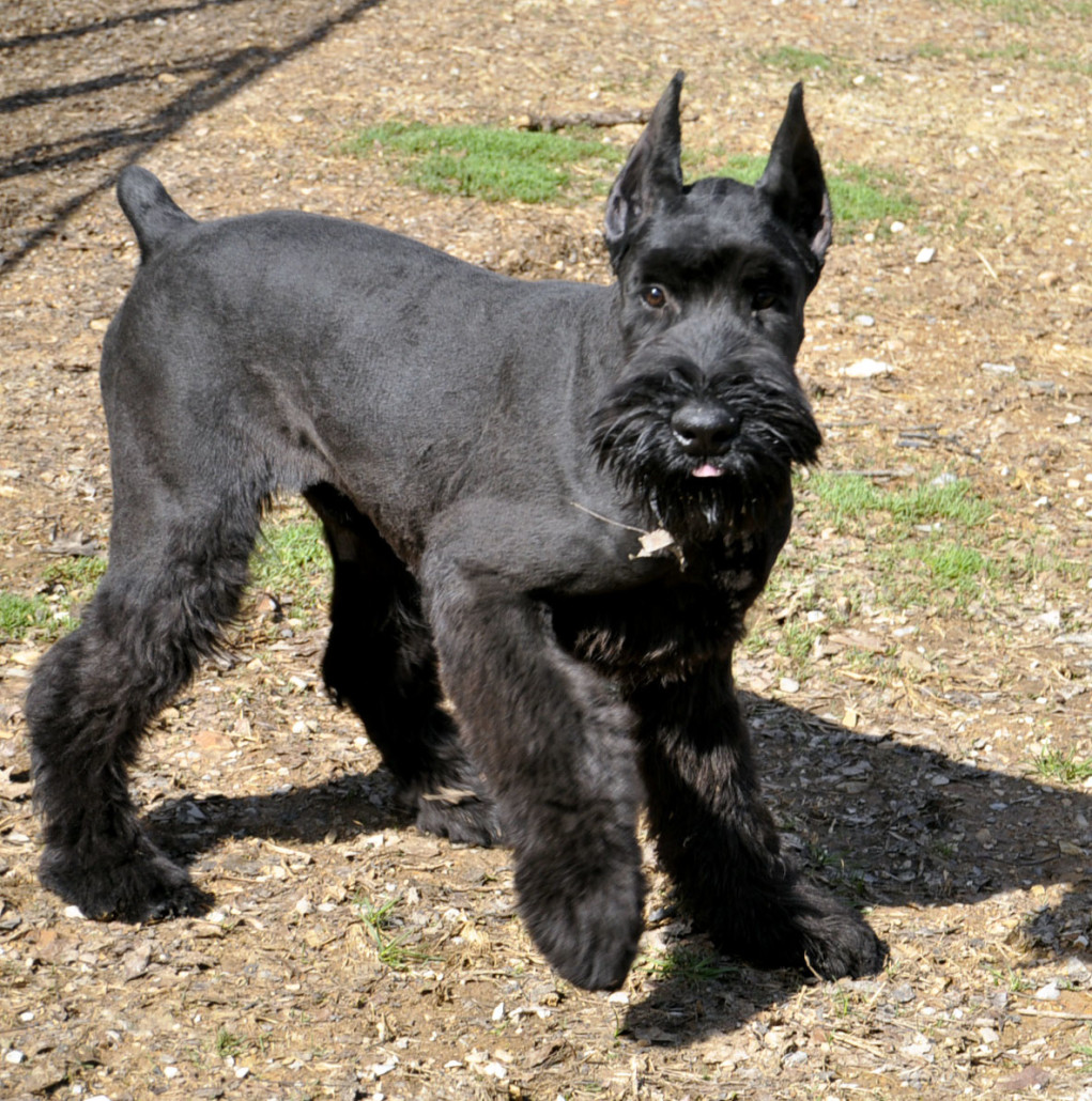Collection 32+ Stock Images show me a picture of a giant schnauzer Sharp
