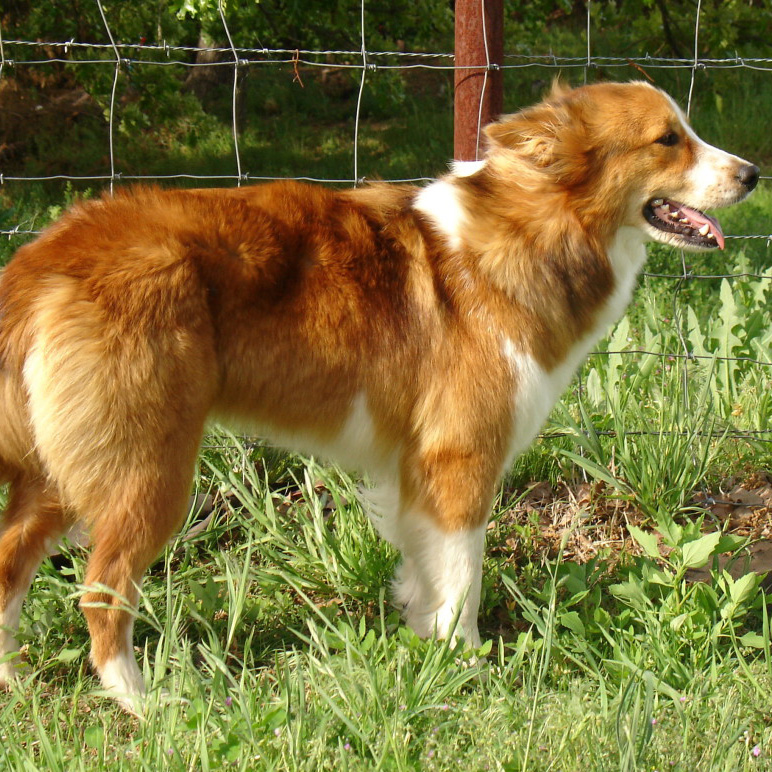Basque Shepherd Breed Guide Learn about the Basque Shepherd.