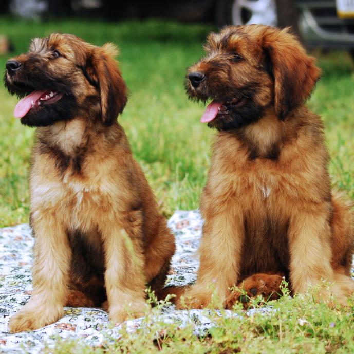 Basque Shepherd Breed Guide Learn about the Basque Shepherd.