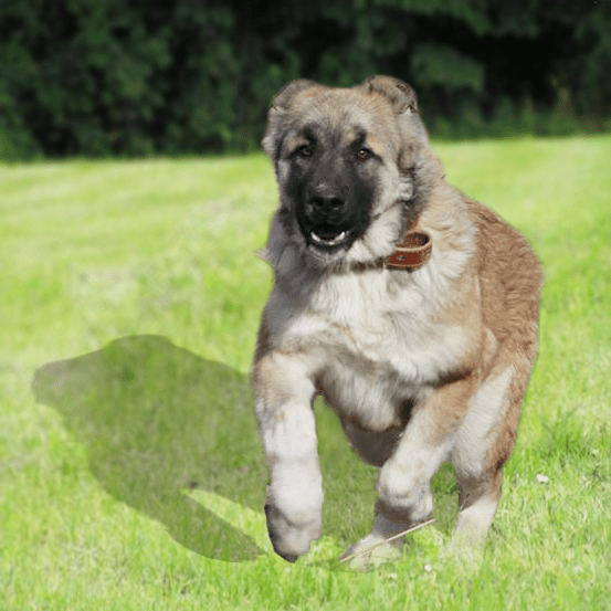 Armenian Gampr Breed Guide Learn about the Armenian Gampr.