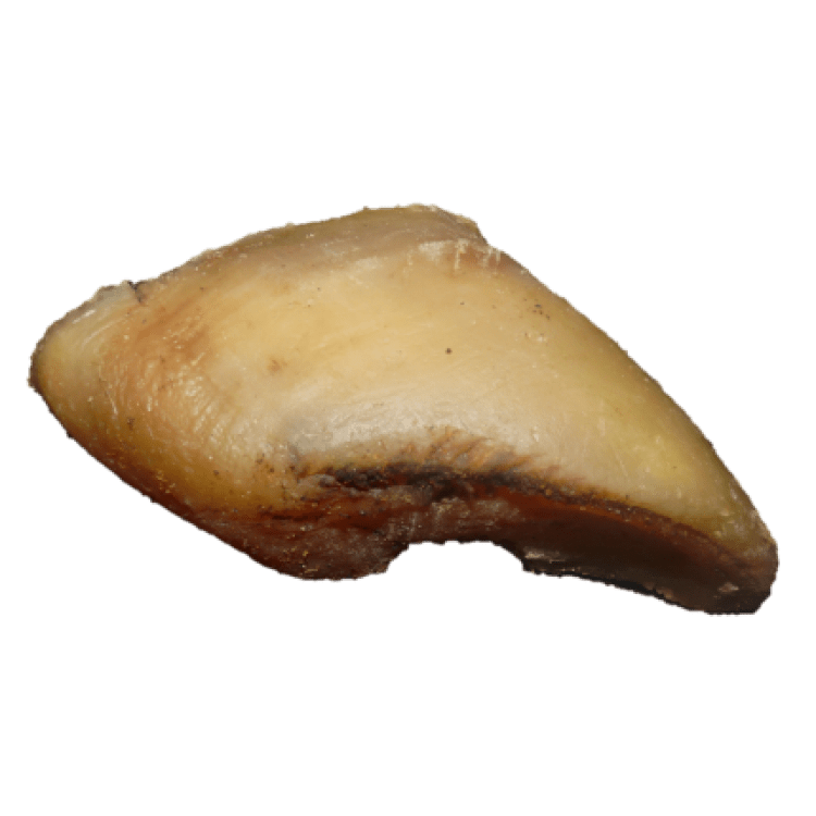 Are Beef Hooves Ok For Dogs