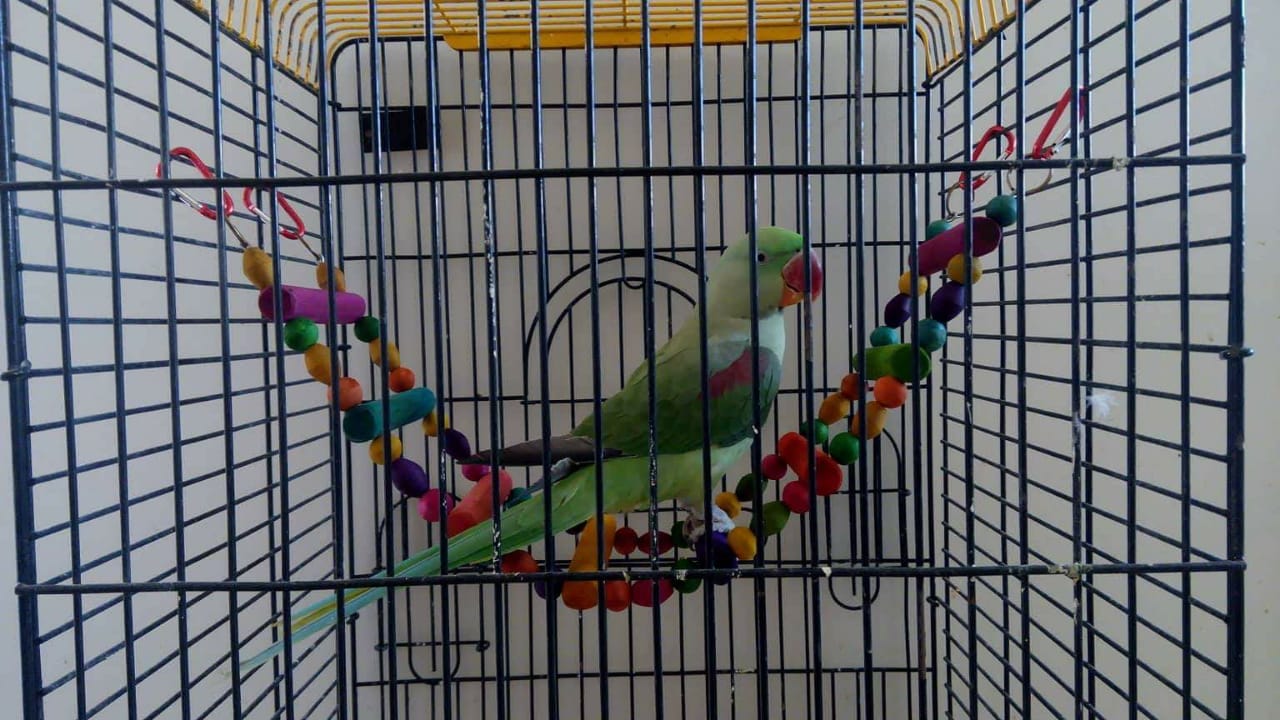 Pet Shop Pakistan Pets Accessories in Karachi