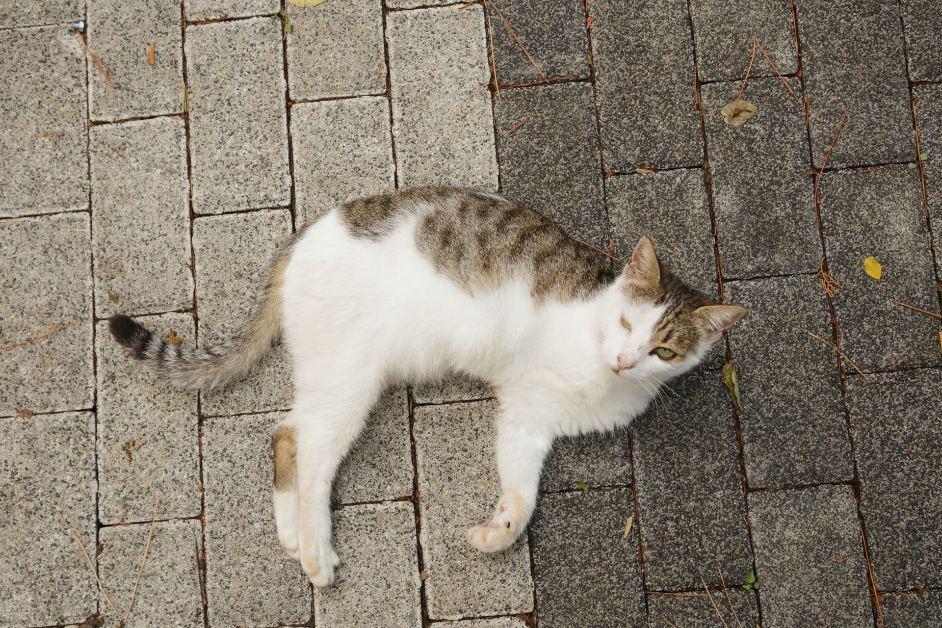 ThreeLegged Cat Names