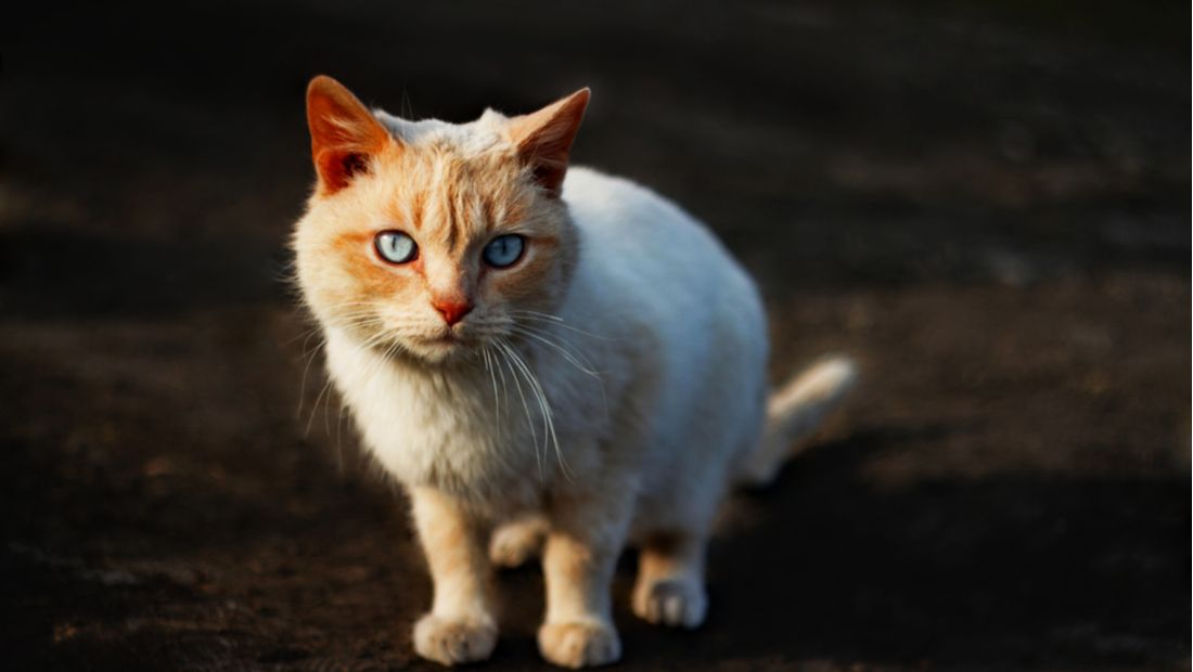 What can I do for my cat that vomits 3 to 4 times a day and has lost