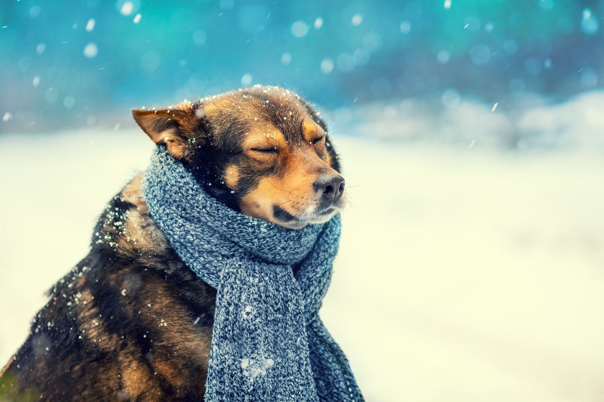 How long can a dog stay outside before it is dangerous during cold weather?