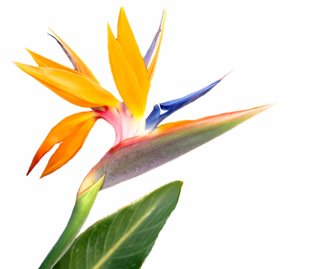 Pet Poison Helpline Bird of Paradise Flower Toxicity in Pets