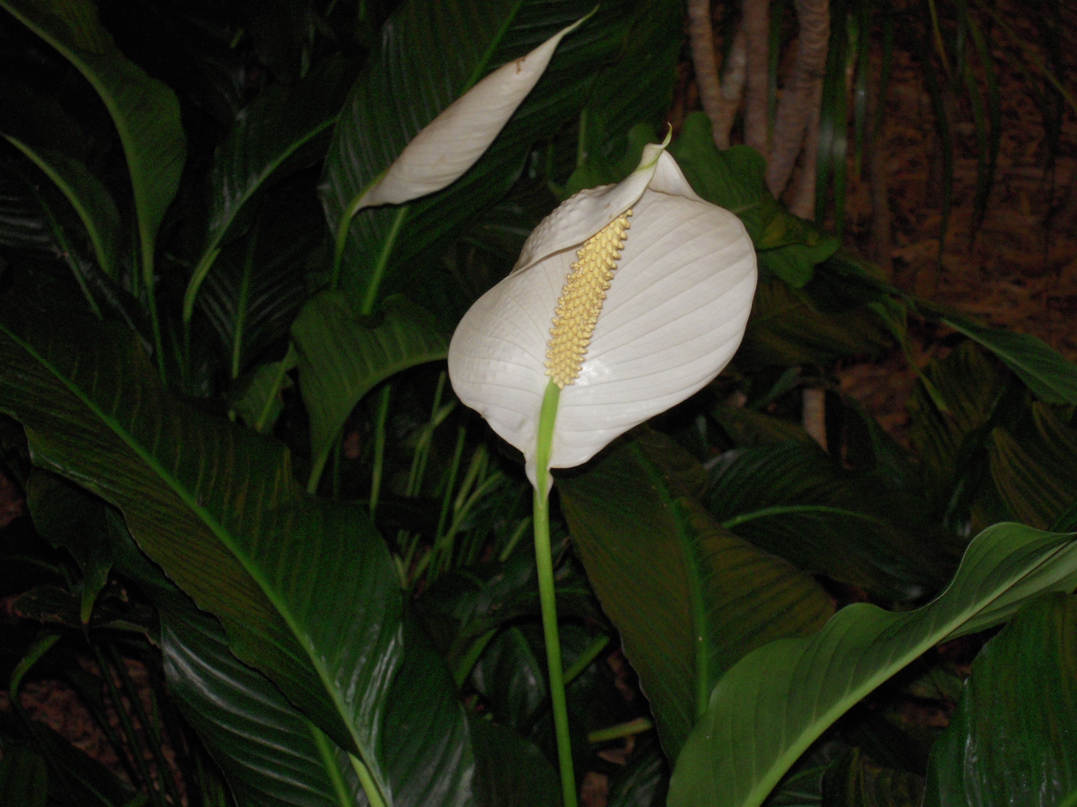 Peace Lily and Cats Peace Lily and Dogs, Peace Lily Toxicity